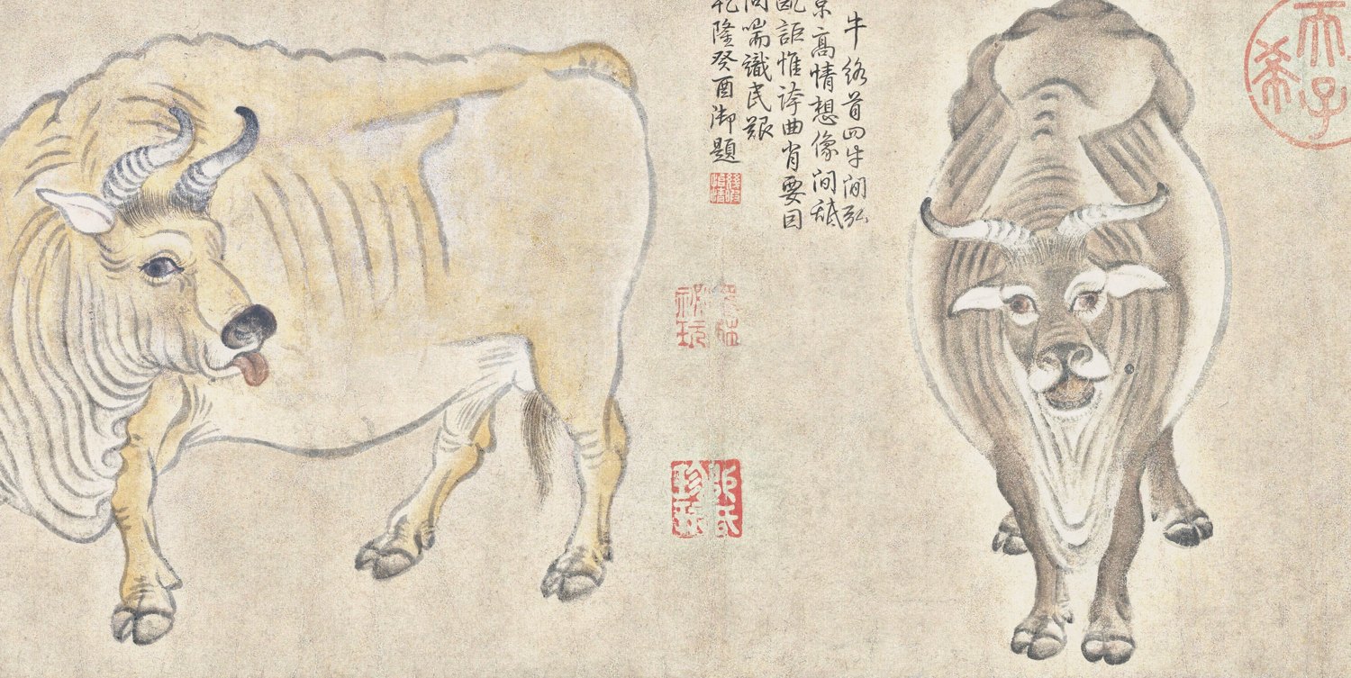 正对着你的牛